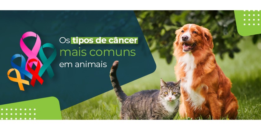 Tipos de câncer em animais: conheça os tipos mais comuns