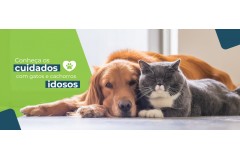 Gatos e cães idosos: principais comorbidades e cuidados