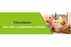 Chocolates: Um risco a pequenos animais