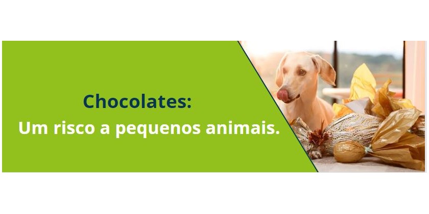 Chocolates: Um risco a pequenos animais