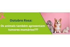 Outubro Rosa: Os animais também apresentam tumores mamários???