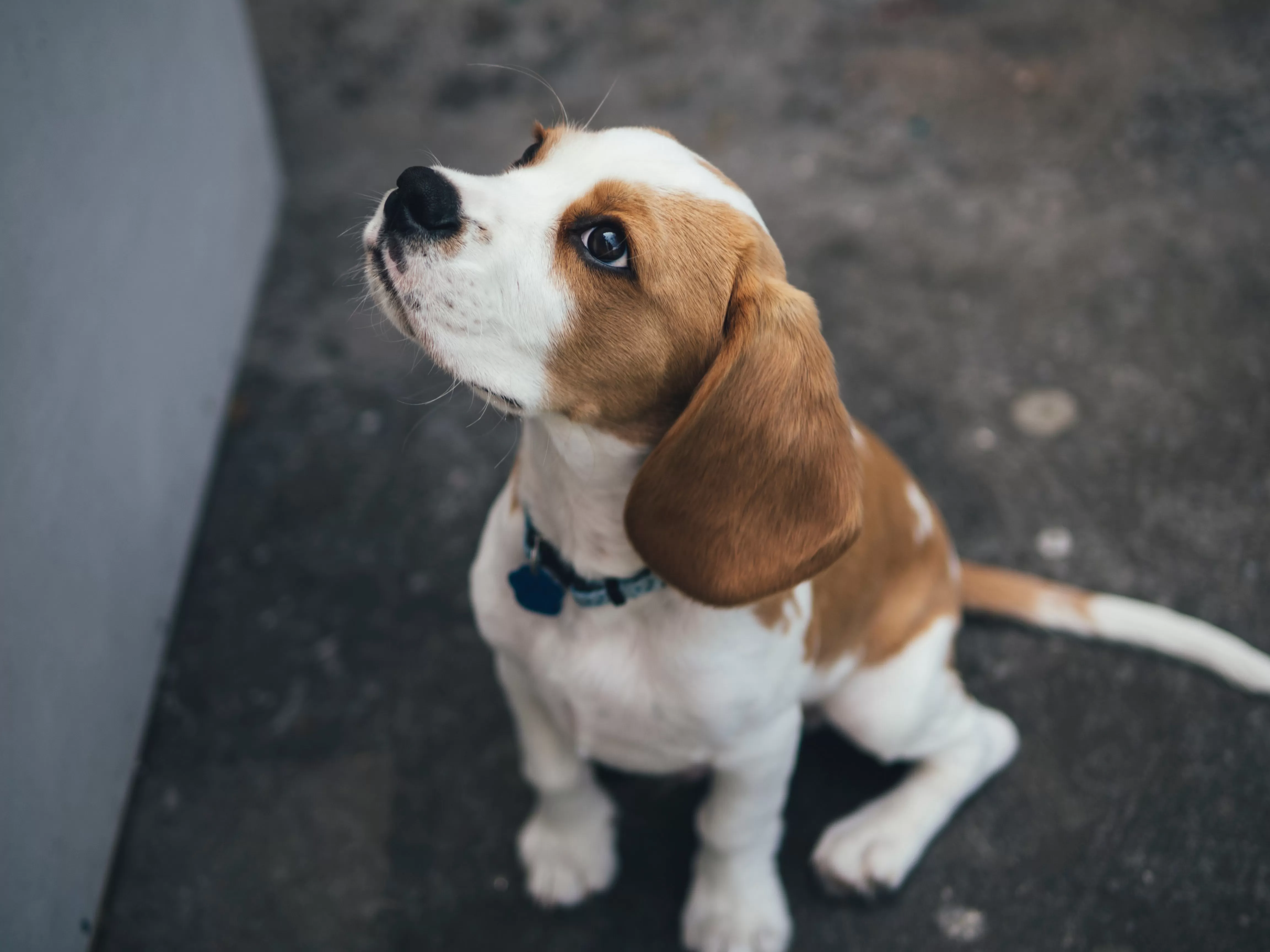 beagle-as-melhores-raças-de-cachorros-para-crianças-vetshop